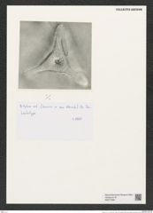 Ditylum sol V. H. (de-Toni-Nr.: Genus 165, Species 4283) Zeichnungen Sammlung Grunow (NHMW-BOT-W0377098)